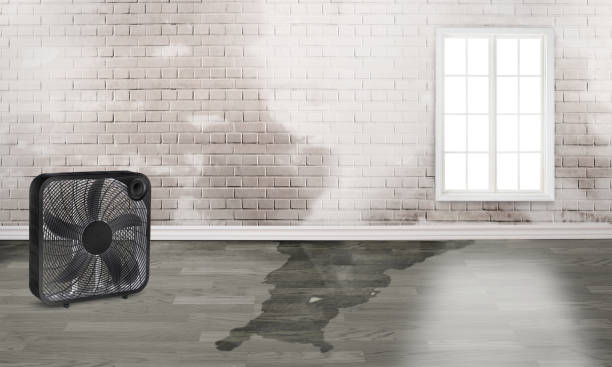 Best 24/7 water damage repair  in Clermont, FL